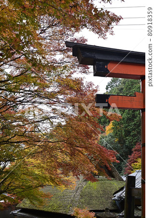愛宕神社一個鳥居 愛宕神社一個鳥居 80918359