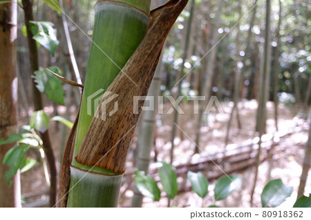 Growing bamboo with outer skin still remaining Growing bamboo with outer skin still remaining 80918362