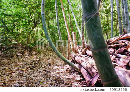 Bamboo that grows while bending 80918366