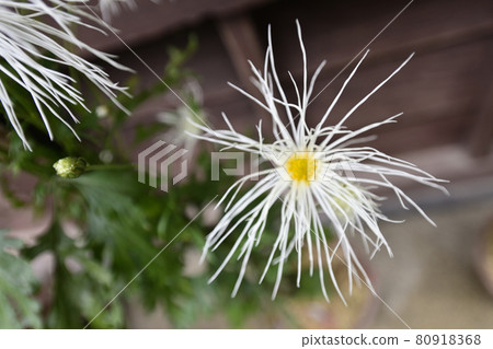 Hiranoya Mokumoku 80918368