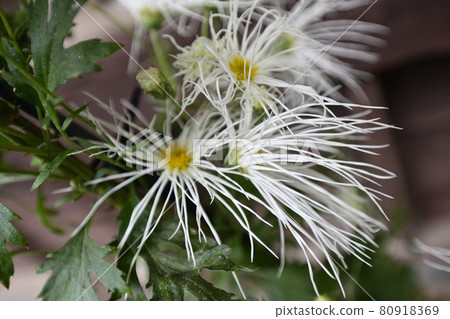 Hiranoya Mokumoku 80918369