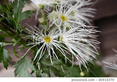 Hiranoya Mokumoku 80918370