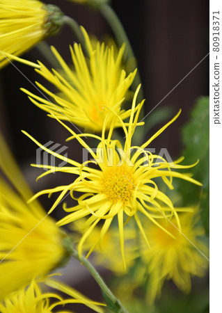 Hiranoya Mokumoku 80918371