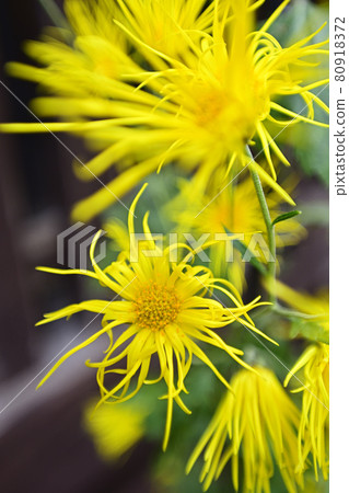 Hiranoya Mokumoku 80918372