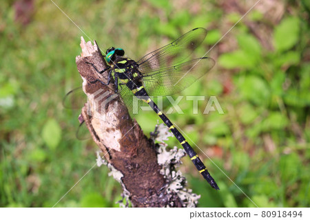Male Anotogaster sieboldii 80918494