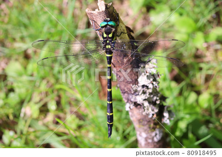 Male Anotogaster sieboldii Male Anotogaster sieboldii 80918495