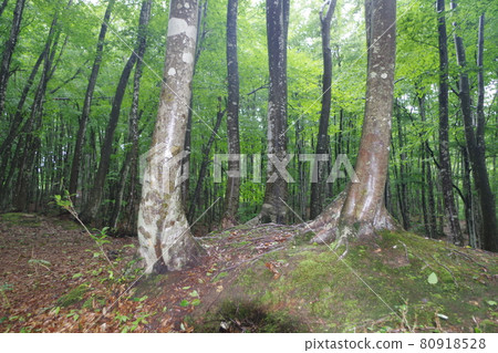 Buna forest with light rain Buna forest with light rain 80918528