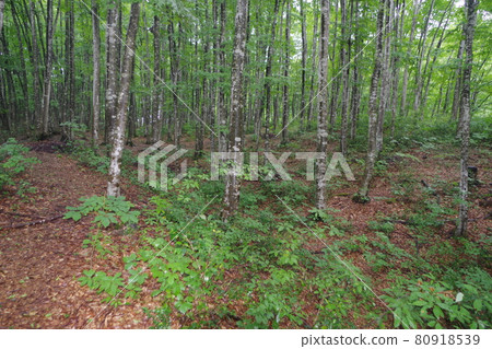 Buna forest with light rain Buna forest with light rain 80918539