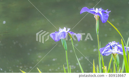 Iris text space material Togyoan, Shimonoseki City, Yamaguchi Prefecture 80918667