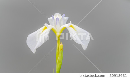 Iris text space material Togyoan, Shimonoseki City, Yamaguchi Prefecture Iris text space material Togyoan, Shimonoseki City, Yamaguchi Prefecture 80918681