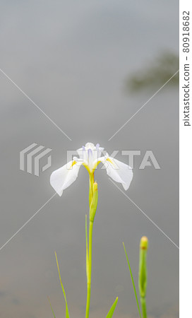 Iris text space material Togyoan, Shimonoseki City, Yamaguchi Prefecture 80918682