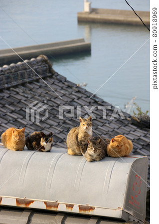 Cat on the island of the Seto Inland Sea [Ogijima] 80918969