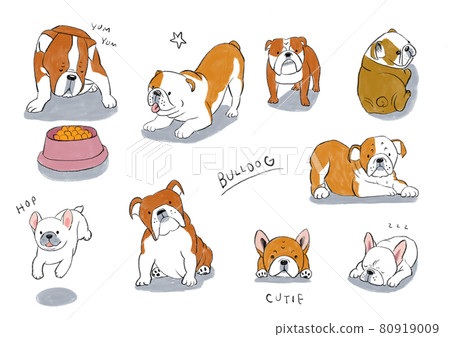 animal, animals, dog 80919009