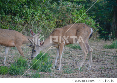 Black tailed deer wandering around Cambria, California Black tailed deer wandering around Cambria, California 80919010