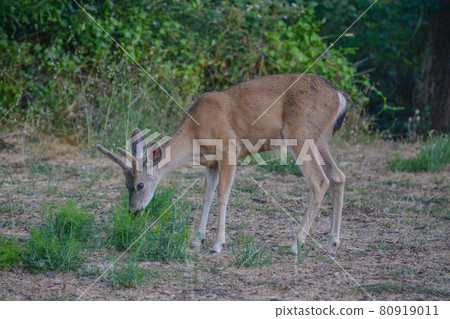 Black tailed deer wandering around Cambria, California 80919011
