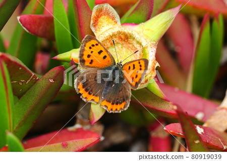 Lycaena phlaeas 80919039