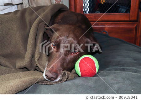 A sad and sick dog not wanting to play with his toys A sad and sick dog not wanting to play with his toys 80919041
