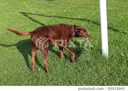 A dog sniffing a white goal pole in a grassy green park A dog sniffing a white goal pole in a grassy green park 80919042