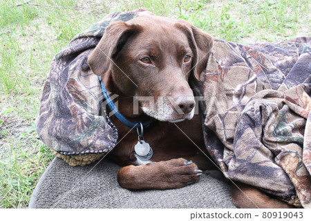 A cold dog curled up in a blanket 80919043