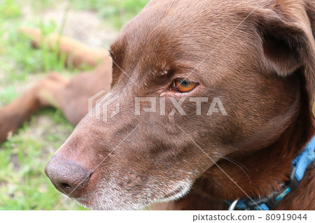 Macro view of a dog head with a grassy background 80919044