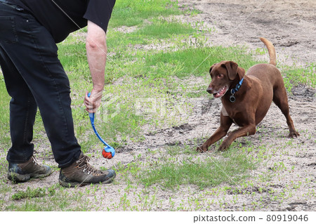 A happy dog playing ball with his owner 80919046