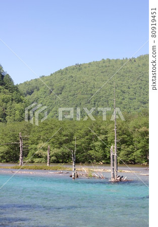 信州上高地大正池的掩埋森林,周圍環繞著清新的春天綠樹,讚美乾淨的水 信州上高地大正池的掩埋森林,周圍環繞著清新的春天綠樹,讚美乾淨的水 80919451