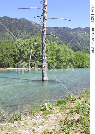 信州上高地大正池的掩埋森林，周圍環繞著清新的春天綠樹，讚美乾淨的水 80919452