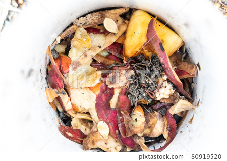 Close-up view of kitchen waste and red wriggler earthworms in worm tower for vermicomposting 80919520