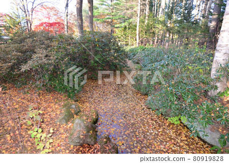 深秋的真鍋庭園（北海道帶廣） 80919828