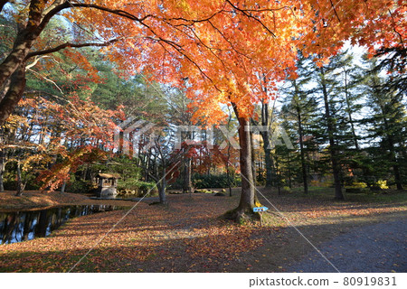 深秋的真鍋庭園(北海道帶廣) 深秋的真鍋庭園(北海道帶廣) 80919831