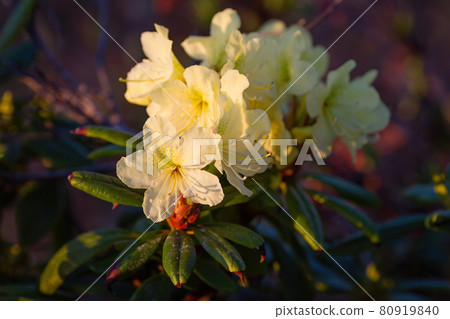 Rhododendron aureum. Beautiful wild flowers at sunset. Rhododendron aureum. Beautiful wild flowers at sunset. 80919840