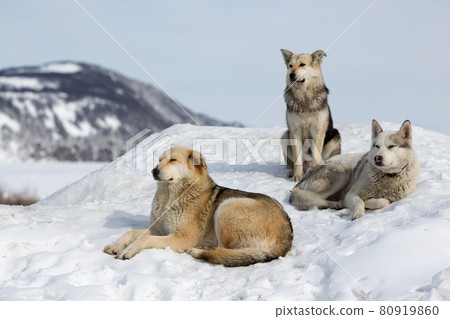 Three stray dogs on a snowdrift 80919860