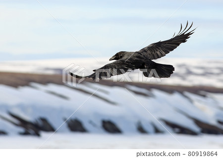 A black raven hovers over a snowy sea coast and tundra. A black raven hovers over a snowy sea coast and tundra. 80919864