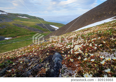 Beautiful summer arctic landscape Beautiful summer arctic landscape 80919868