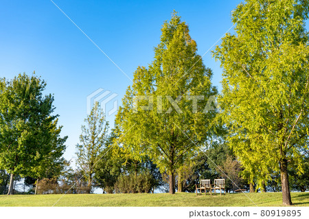 愛知縣一宮市木曾三線國營公園的水杉椅 80919895