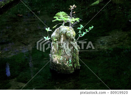 信州上高地干淨安靜的水面上,漂浮在大正池的掩埋林中,長滿苔蘚的樹上發芽的蕨類植物 信州上高地干淨安靜的水面上,漂浮在大正池的掩埋林中,長滿苔蘚的樹上發芽的蕨類植物 80919920
