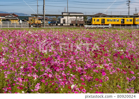 三重縣東印町的波斯菊田和東印站的黃色列車 80920024