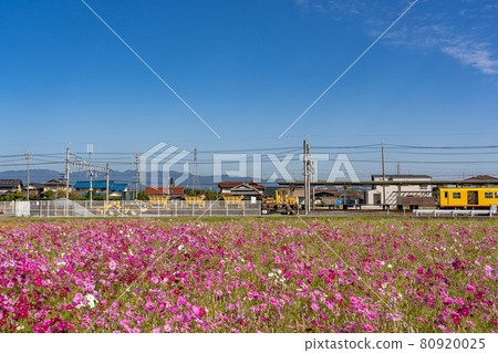三重縣東印町的波斯菊田和東印站的黃色列車 80920025