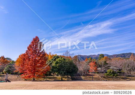 三重縣小物町深秋紅福樹和三重市民森林中的玩具套裝 80920026