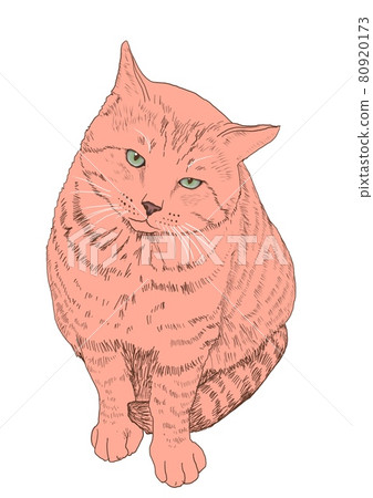 Cat catch illustration Cat catch illustration 80920173
