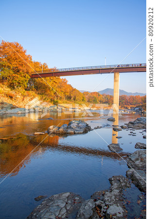 荒川長瀞秋景 堀島公園 上學的小學生 晨光下的秋葉 80920212