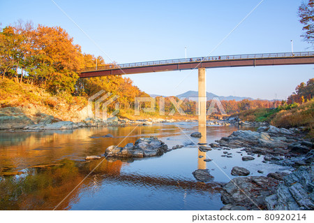 荒川長瀞秋景 堀島公園 上學的小學生 晨光下的秋葉 80920214