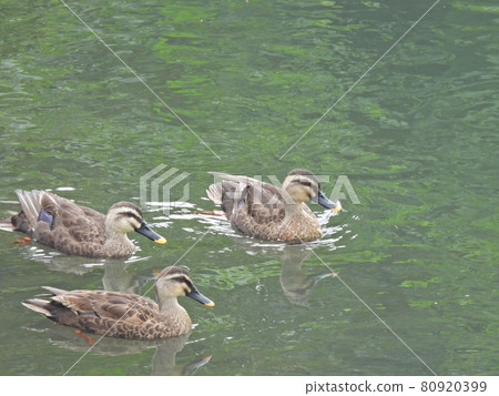 River bird River bird 80920399