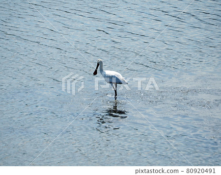A long black beak migratory bird, Spoonbill, on the water's edge 80920491