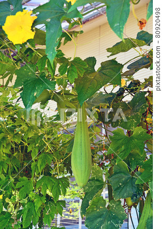 Elongated loofah fruit and yellow flowers that can also be used as a green curtain 80920498
