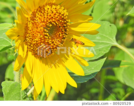 一隻攜帶盛夏盛開的向日葵花粉的蜜蜂 一隻攜帶盛夏盛開的向日葵花粉的蜜蜂 80920529