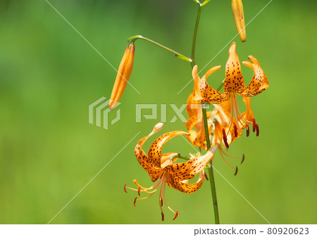 為柏原沼澤的夏天增添色彩的虎百合 80920623