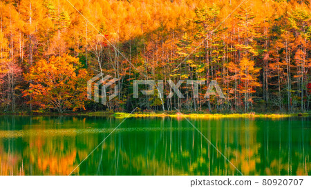 禦坂池（秋季） 80920707