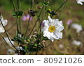 Shumayigiku 80921026