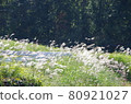 Scenery of Shinri, Nagano City, Nagano Prefecture 80921027